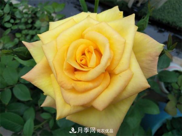 據(jù)說(shuō)大花月季有上萬(wàn)個(gè)品種？大花月季品種大全！(圖4)