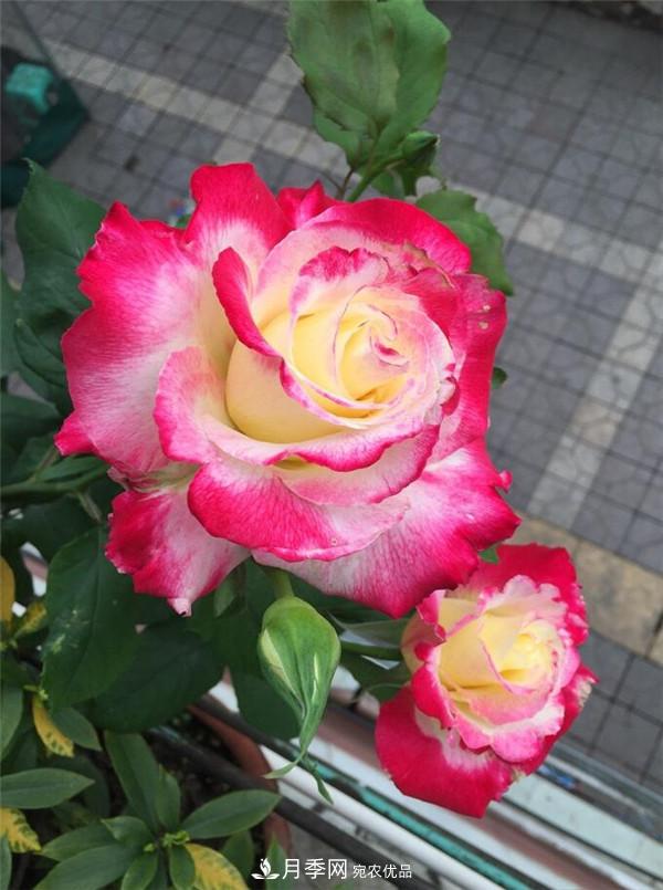 據(jù)說(shuō)大花月季有上萬(wàn)個(gè)品種？大花月季品種大全！(圖6)
