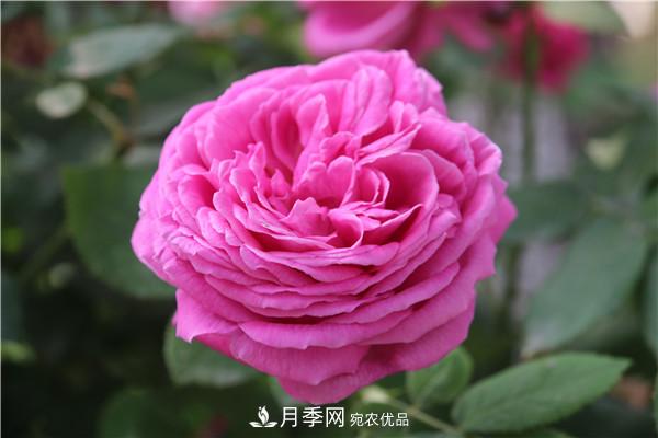 據(jù)說(shuō)大花月季有上萬(wàn)個(gè)品種？大花月季品種大全！(圖7)