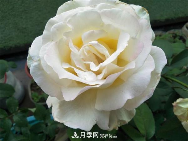 據(jù)說(shuō)大花月季有上萬(wàn)個(gè)品種？大花月季品種大全！(圖8)