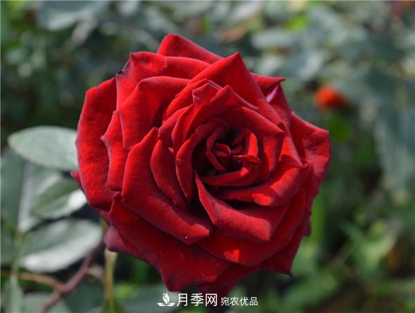 據(jù)說(shuō)大花月季有上萬(wàn)個(gè)品種？大花月季品種大全！(圖9)