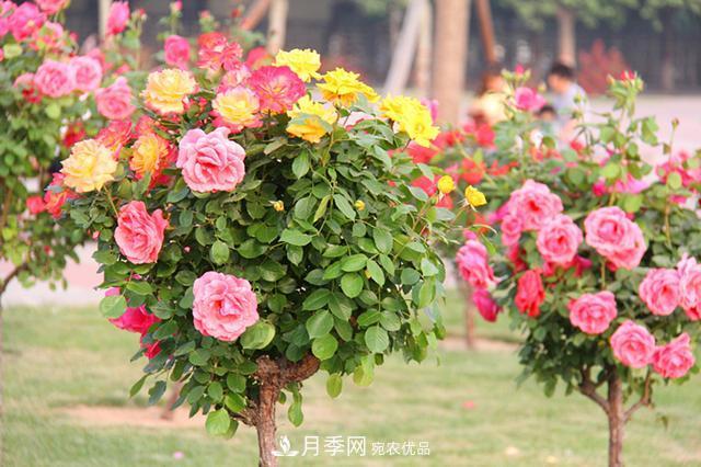 月季樹花期長，花型好看，栽種簡單，適合盆栽地栽(圖2)