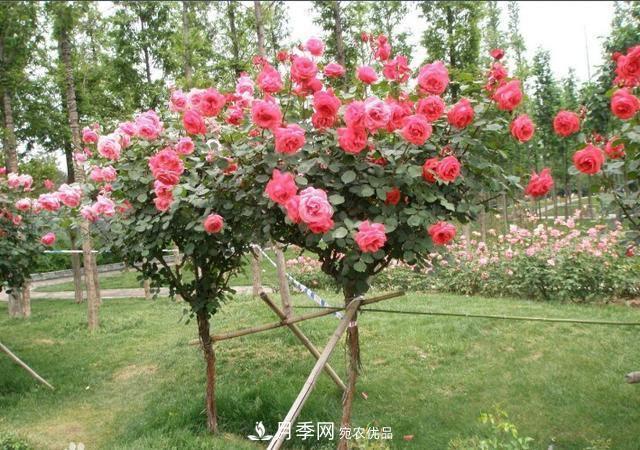 月季樹花期長，花型好看，栽種簡單，適合盆栽地栽(圖3)