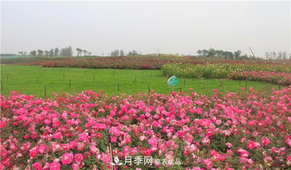 苗木工程人必看，六大品種類型月季在園林綠化中的運(yùn)用！(圖2)