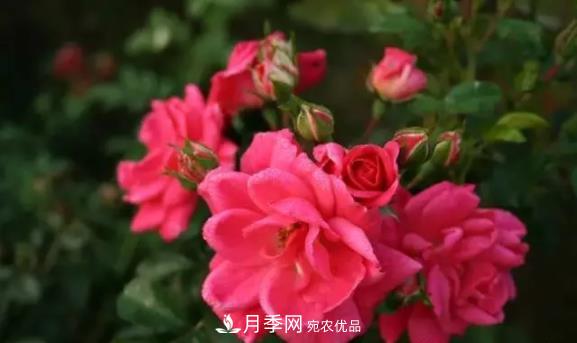 苗木工程人必看，六大品種類型月季在園林綠化中的運(yùn)用！(圖6)