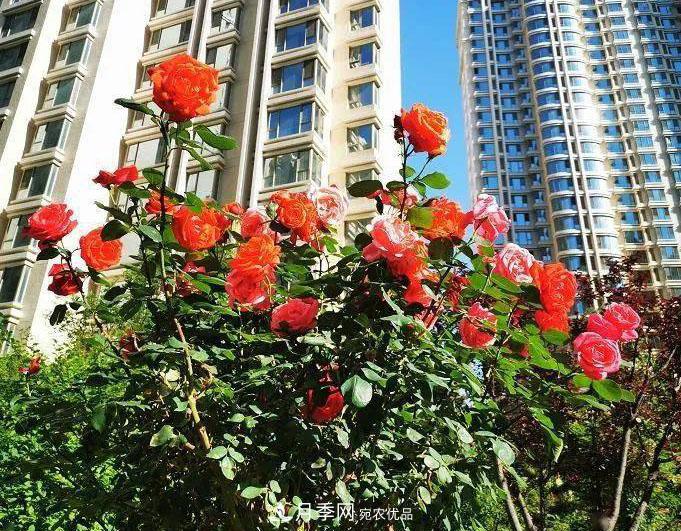 房地產(chǎn)小區(qū)綠化用上網(wǎng)紅月季花，怎么樣？業(yè)主贊不絕口(圖1)