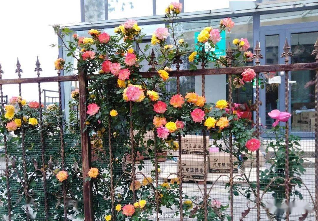 房地產(chǎn)小區(qū)綠化用上網(wǎng)紅月季花，怎么樣？業(yè)主贊不絕口(圖2)