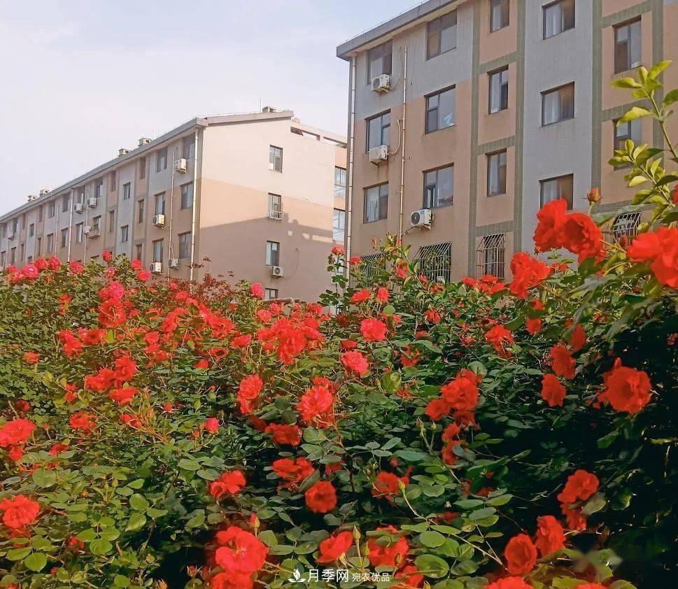 房地產(chǎn)小區(qū)綠化用上網(wǎng)紅月季花，怎么樣？業(yè)主贊不絕口(圖4)