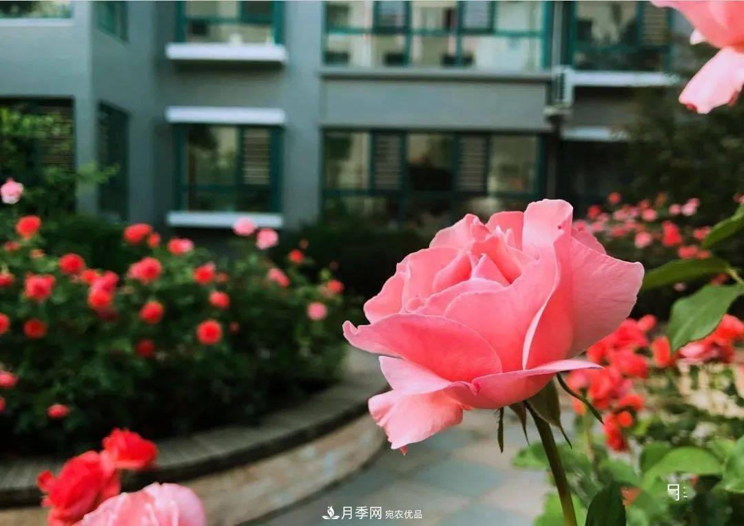 房地產(chǎn)小區(qū)綠化用上網(wǎng)紅月季花，怎么樣？業(yè)主贊不絕口(圖6)