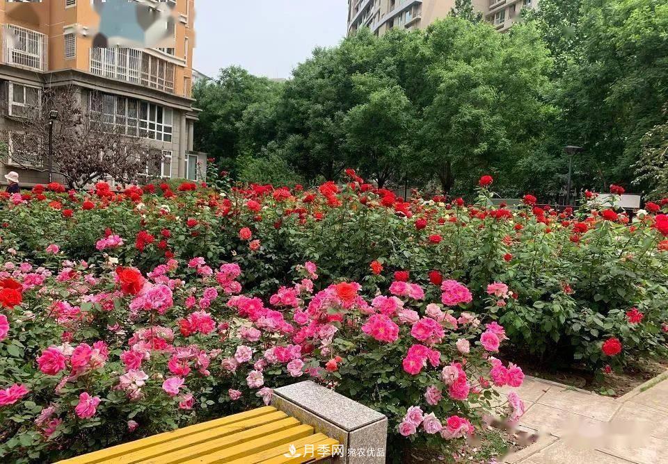 房地產(chǎn)小區(qū)綠化用上網(wǎng)紅月季花，怎么樣？業(yè)主贊不絕口(圖5)