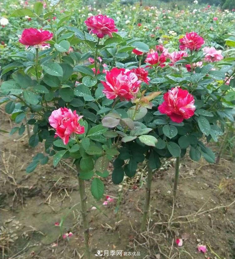 南陽小高桿月季樹花開驚艷，批發(fā)價格低到多少錢呢！(圖2)