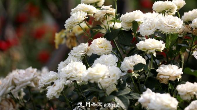 初夏，于山東梁山縣濱河大道邂逅月季花海(圖6)