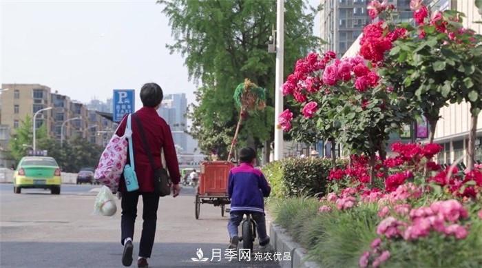 用臥龍?jiān)录净êＱb扮 把襄陽變得更美(圖1)