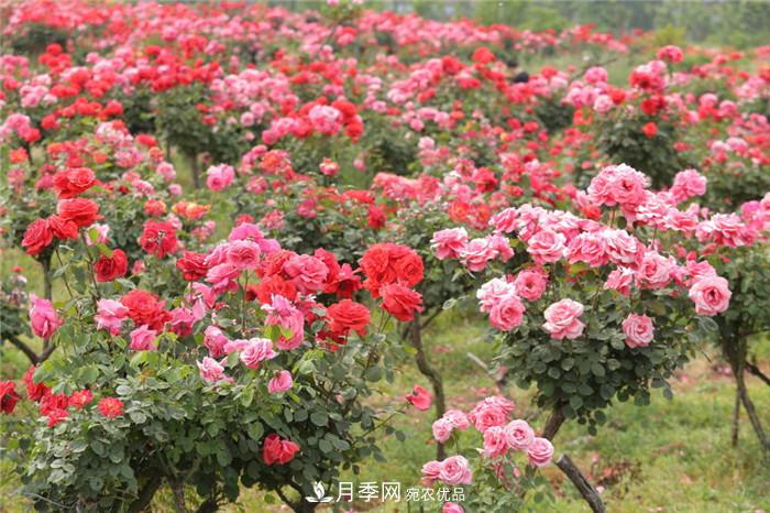 用臥龍?jiān)录净êＱb扮 把襄陽變得更美(圖2)