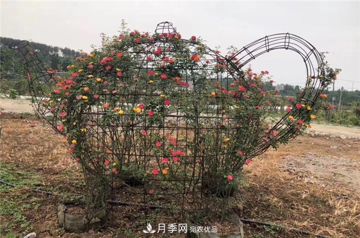 用臥龍?jiān)录净êＱb扮 把襄陽變得更美(圖8)