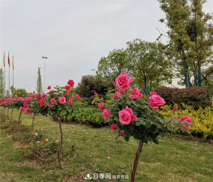 用臥龍?jiān)录净êＱb扮 把襄陽變得更美(圖11)