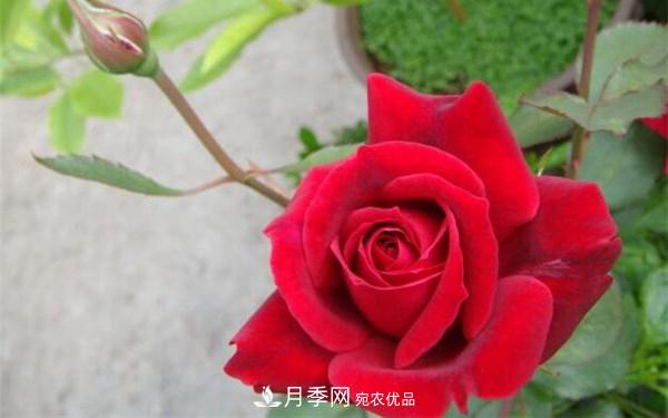 2021年***暢銷三款月季！粉扇、卡羅拉有名(圖3)