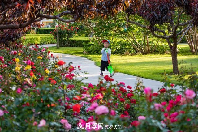 冉冉初夏，河北秦皇島十余處月季花海等你邂逅！(圖1)