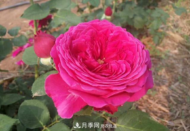 夏天月季不開(kāi)花，這個(gè)小訣竅讓你年年花朵爆滿盆！(圖2)
