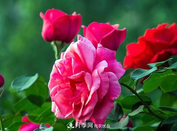 花友作業(yè)，一分鐘看懂月季(圖2)