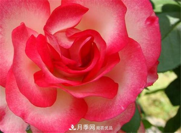 花友作業(yè)，一分鐘看懂月季(圖1)