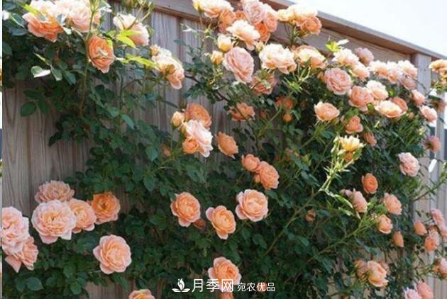 廣東種月季，首選這15個(gè)品種，一年花開10個(gè)月！(圖1)