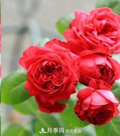 廣東種月季，首選這15個(gè)品種，一年花開10個(gè)月！(圖3)