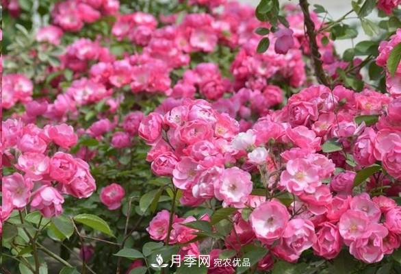 廣東種月季，首選這15個(gè)品種，一年花開10個(gè)月！(圖4)