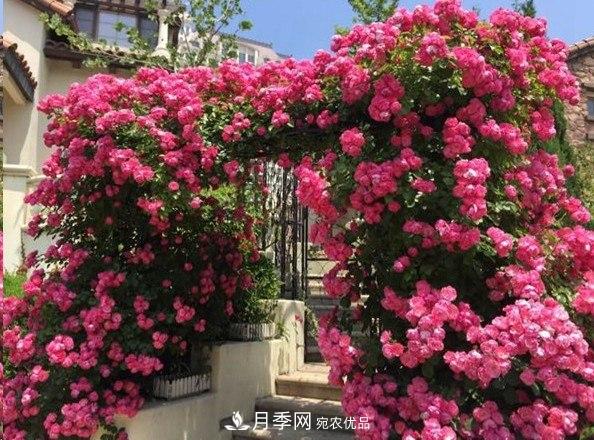 廣東種月季，首選這15個(gè)品種，一年花開10個(gè)月！(圖5)
