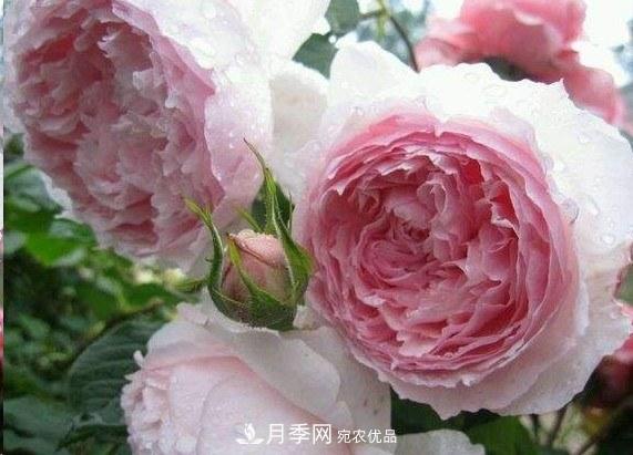 廣東種月季，首選這15個(gè)品種，一年花開10個(gè)月！(圖7)