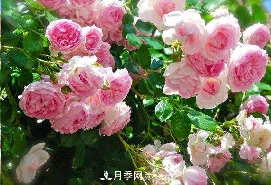 廣東種月季，首選這15個(gè)品種，一年花開10個(gè)月！(圖6)