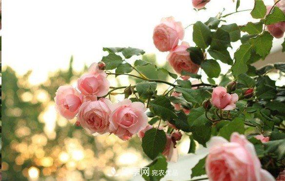 廣東種月季，首選這15個(gè)品種，一年花開10個(gè)月！(圖8)