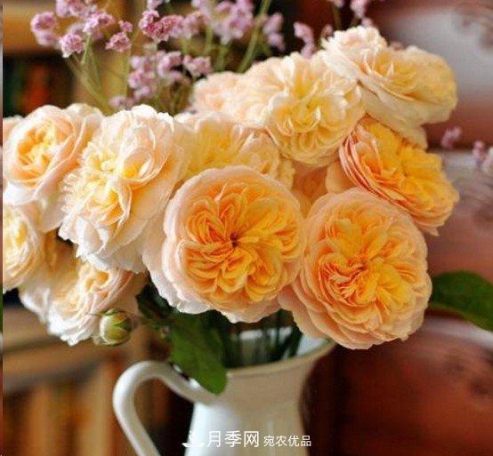廣東種月季，首選這15個(gè)品種，一年花開10個(gè)月！(圖10)
