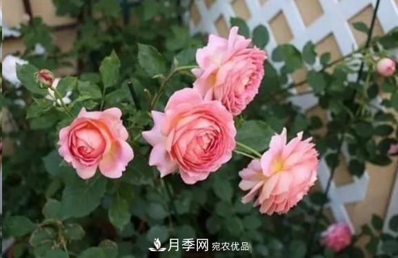 廣東種月季，首選這15個(gè)品種，一年花開10個(gè)月！(圖9)