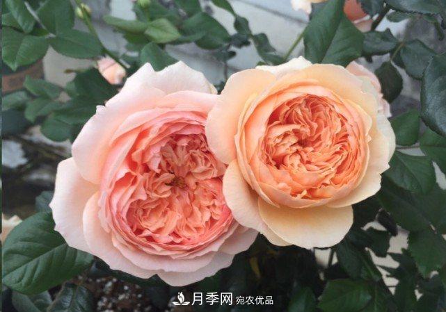 廣東種月季，首選這15個(gè)品種，一年花開10個(gè)月！(圖12)