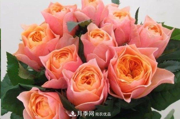 廣東種月季，首選這15個(gè)品種，一年花開10個(gè)月！(圖13)
