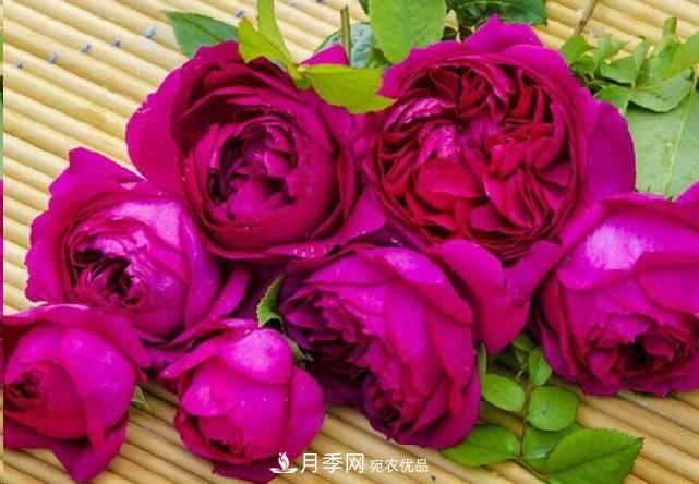 廣東種月季，首選這15個(gè)品種，一年花開10個(gè)月！(圖15)