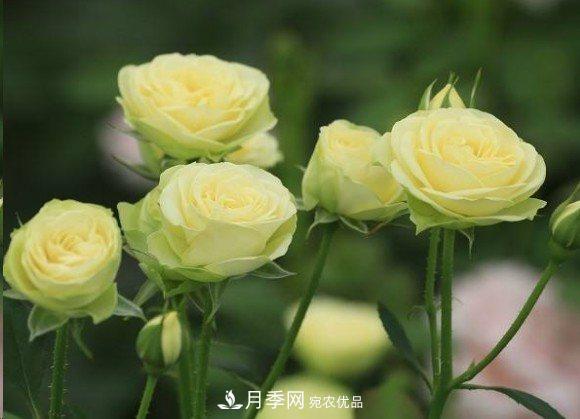 廣東種月季，首選這15個(gè)品種，一年花開10個(gè)月！(圖17)