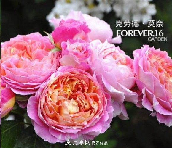 廣東種月季，首選這15個(gè)品種，一年花開10個(gè)月！(圖11)