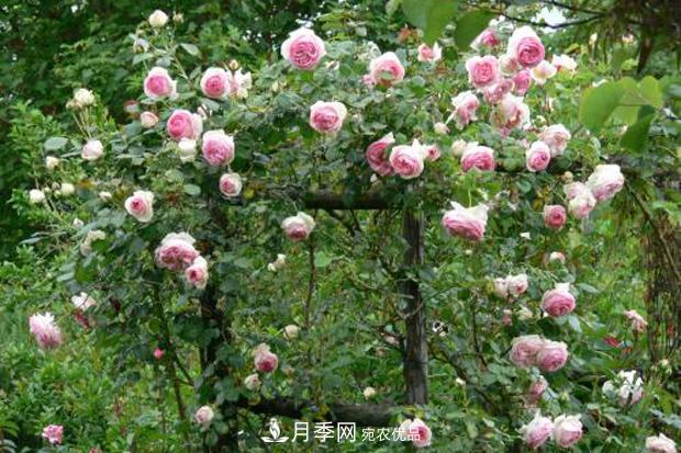 南陽(yáng)月季為什么這么受歡迎？(圖2)