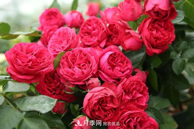 當下***熱銷的月季，3個買了不后悔的月季品種(圖1)
