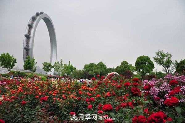 中國(guó)十大月季園盤點(diǎn)！賞月季不能錯(cuò)過(圖9)