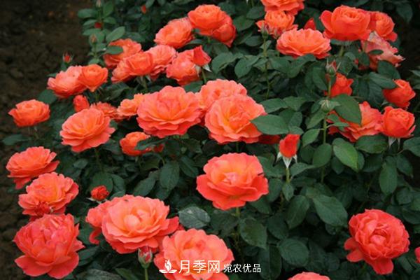 月季網(wǎng)帶你認(rèn)識(shí)大花月季與豐花月季， 你喜歡哪一種？(圖2)