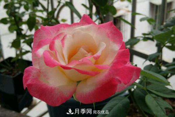 月季網(wǎng)帶你認(rèn)識(shí)大花月季與豐花月季， 你喜歡哪一種？(圖1)