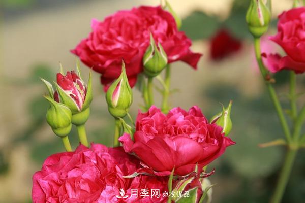 十大熱門(mén)的豐花月季品種推薦(圖6)