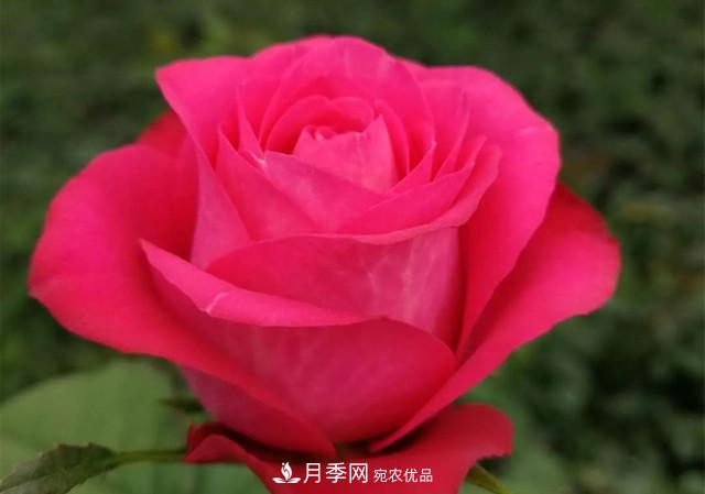 云南錦海舉辦月季新優(yōu)品種推介會 56個切花月季新品種各展嬌姿(圖2)
