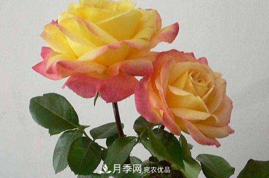 變色月季品種有哪幾個？(圖3)