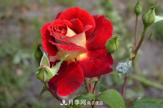 變色月季品種有哪幾個？(圖4)