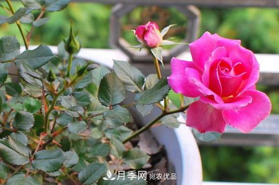 變色月季品種有哪幾個？(圖2)