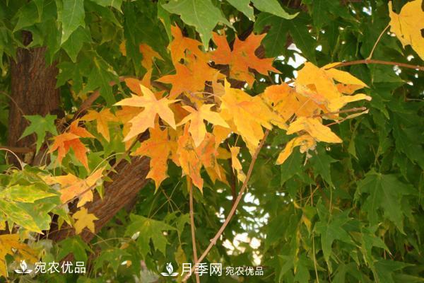 河南綠化苗木五角楓可以嫁接什么樹？五角楓嫁接技術(shù)和時間(圖3)